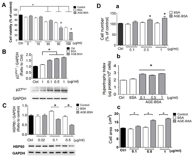 AGEs induce cell hypertrophy and decrease HSP60 expression in cultured &#x3b2;-cells.
