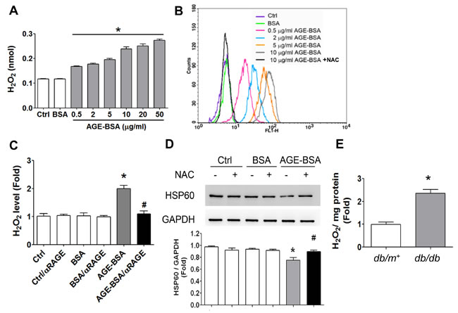 Oxidative stress is involved in the AGEs-RAGE axis-induced inhibition of HSP60 expression in &#x3b2;-cells.