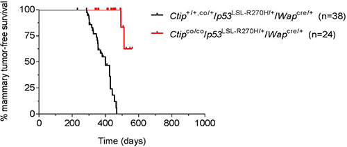 Loss of Ctip inhibits breast cancer induction by a dominant-negative p53 mutation.