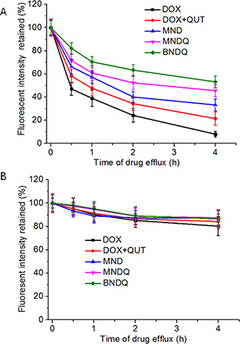 DOX retained in the MCF-7/ADR cells.