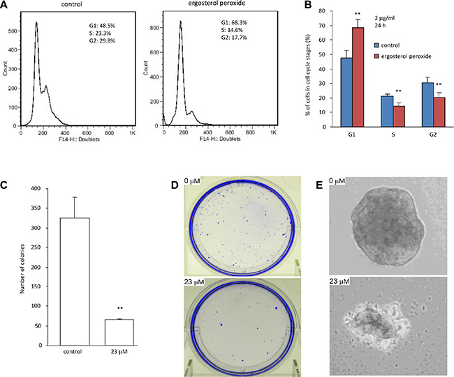 Ergosterol peroxide inhibited cell cycle progression and colony formation.