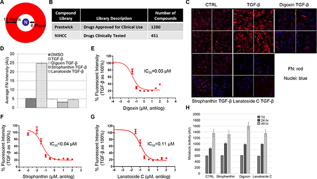 High-content screening reveals sub-toxic concentrations of cardiac glycosides inhibit TGF-&#x03B2;-induced fibronectin expression.