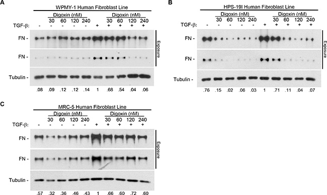 Digoxin prevents TGF-&#x03B2;-induced fibronectin expression in a dose dependent manner in multiple human fibroblast cell lines.