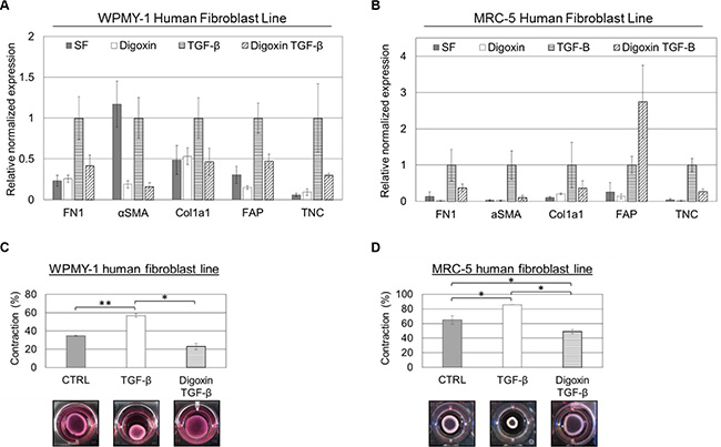 Cardiac glycosides inhibit TGF-&#x03B2;-induced cancer-associated fibroblast (CAF) differentiation in both WPMY-1 and MRC-5 fibroblasts.