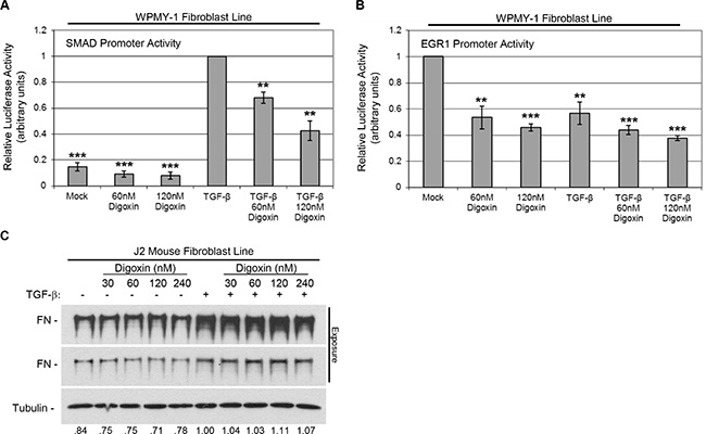 Digoxin prevents TGF-&#x03B2;-induced SMAD promoter activity, but does not prevent TGF-&#x03B2;-induced fibronectin expression in the context of the mouse Na+/K+ ATPase.