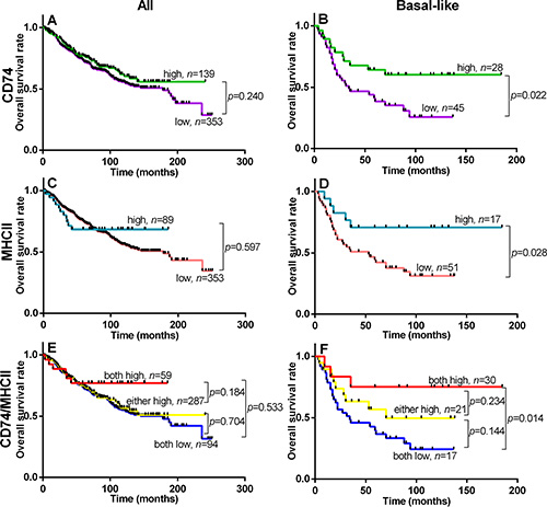 Overall Survival within entire cohort (All, left column) and Basal-like subgroup (Basal-like, right column) relative to status of CD74 (panels A and B), MHCII (panels C and D), and CD74/MHCII combined (panels E and F).
