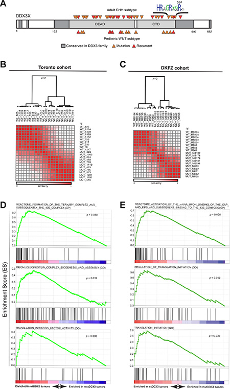 DDX3X mutations in SHH subtype MB exhibit impaired translation.