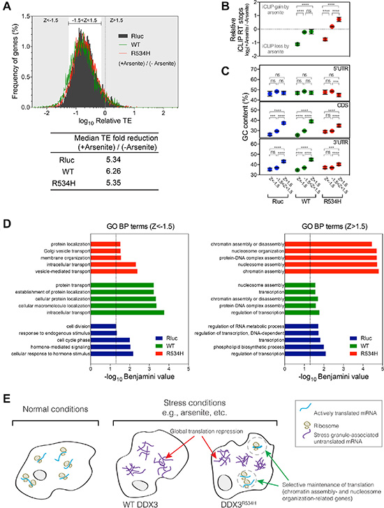 Gene-specific translation response to stress.