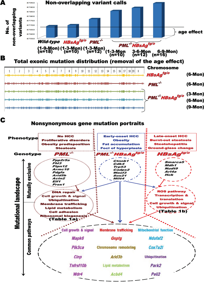 Impact of PML on the mutational landscape of HBsAg-related HCC.