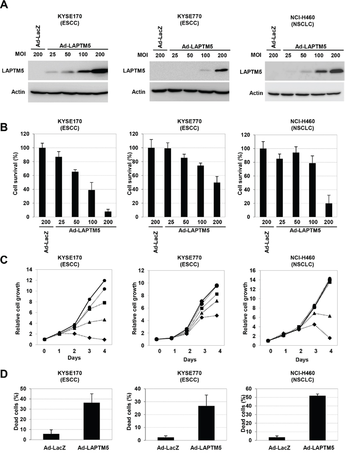 Overexpression of LAPTM5 induced cell death in cancer cell lines.