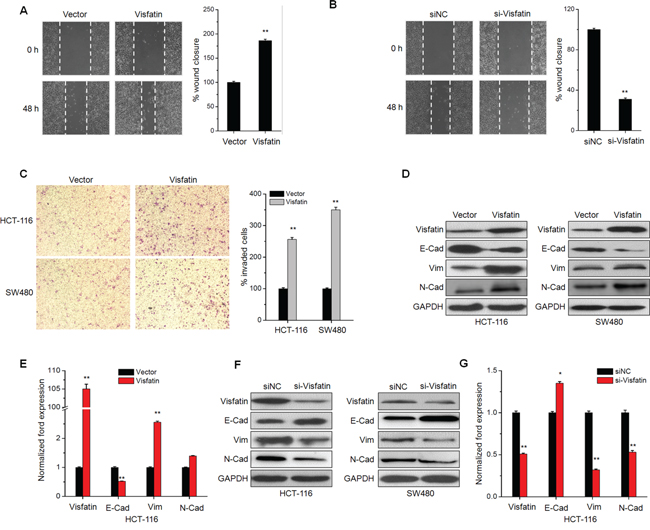 Visfatin triggers the in vitro motility and EMT of CRC cells.