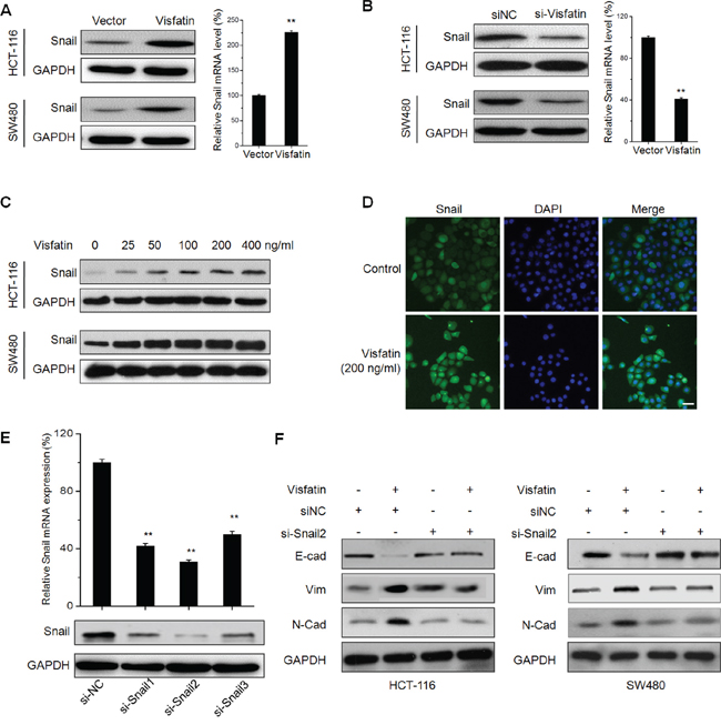 Visfatin triggers the EMT of CRC cells via up regulation of Snail.