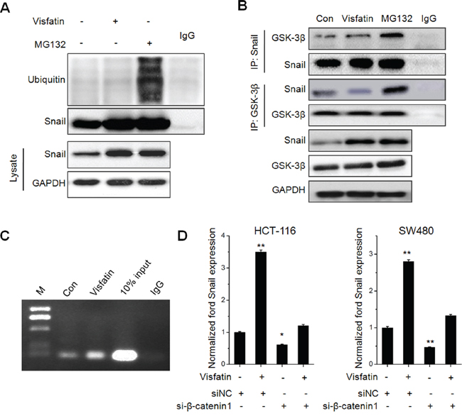 The roles of GSK-3&#x03B2;/&#x03B2;-catenin in visfatin induced Snail up regulation.