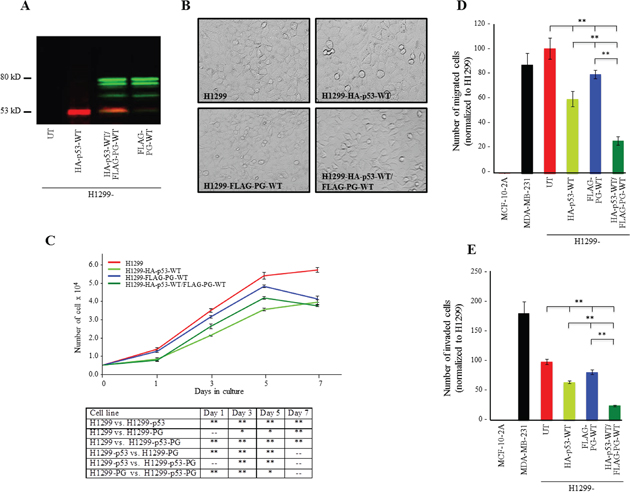 Growth, migration and invasion of H1299 cells expressing HA-p53-WT, FLAG-PG-WT or HA-p53-WT and FLAG-PG-WT.