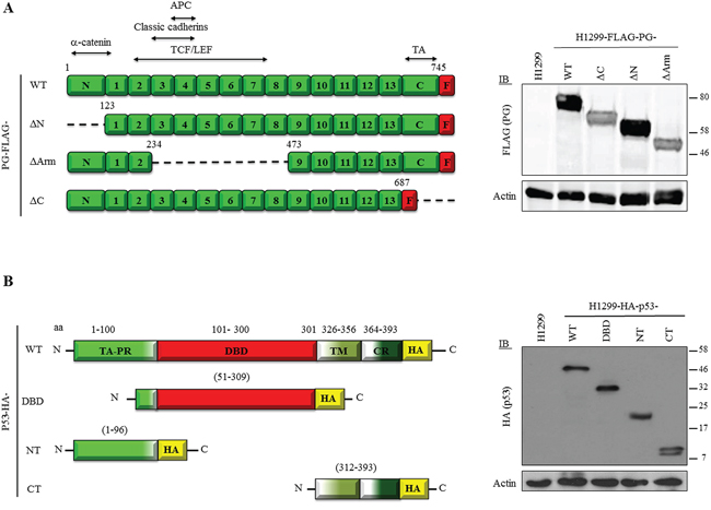 A. Expression of FLAG-tagged PG and HA-tagged p53 proteins in H1299 cells.