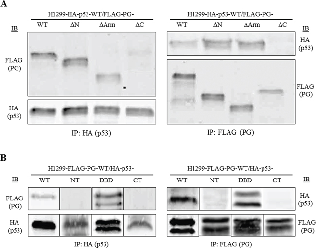 DNA binding domain of p53 interacts with the C-terminal domain of PG.