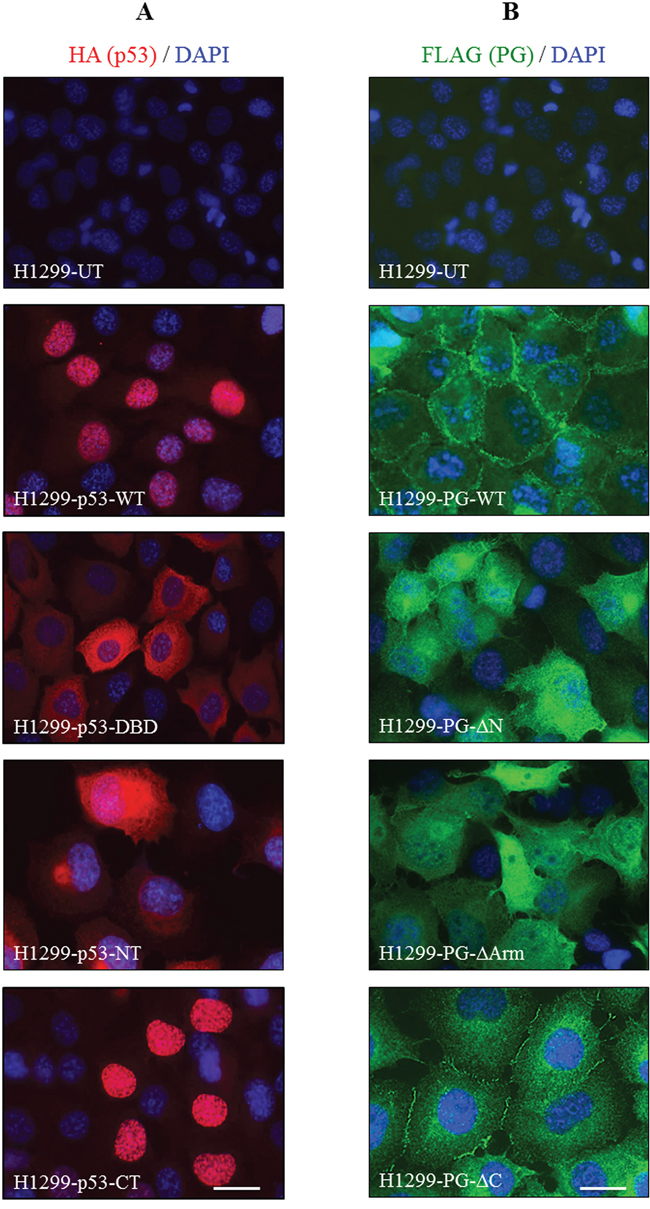 Subcellular localization of HA-tagged p53 (A) and FLAG-tagged PG (B) proteins in H1299 cells.