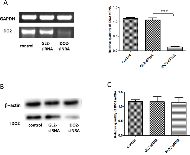 Gene silencing of IDO2 with siRNA in B16-BL6 cells.