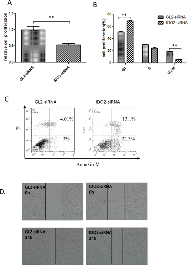 Impact of IDO2 on the biological activities of B16-BL6 cells.