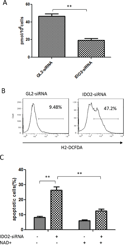 Gene silencing of IDO2&#x2013;induced apoptosis is associated with suppression of NAD+ generation and upregulation of ROS in B16-BL6 cells.