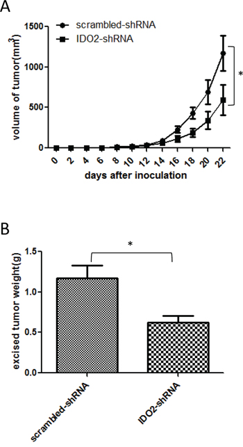 Treatment with IDO2 shRNA in vivo suppresses tumor growth.