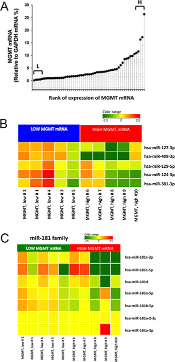 Initial screening of miRNAs related to MGMT expression in glioblastoma ex vivo.
