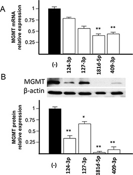 Effect of transfection of pre-miR-124-3p, -127-3p, -181d-5p and -409-3p on MGMT mRNA and protein expression in T98G glioblastoma cell line.