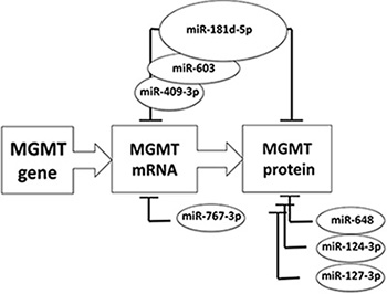 Schematic summary of major microRNAs reported to down-modulate MGMT expression.