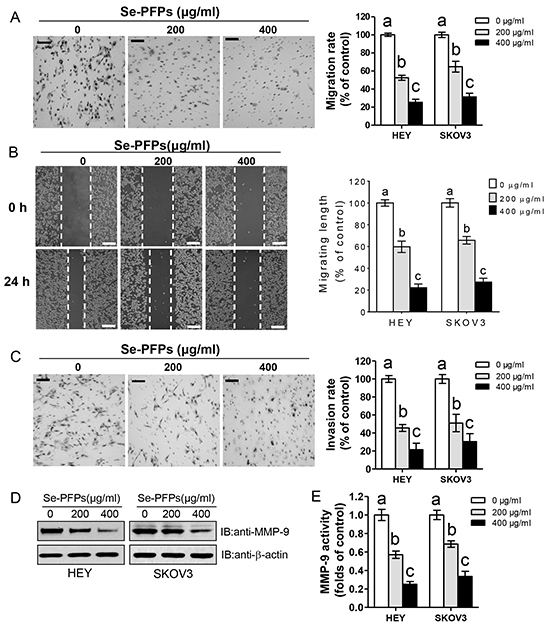 Se-PFPs inhibit cell migration and invasion in HEY and SKOV3 cells.