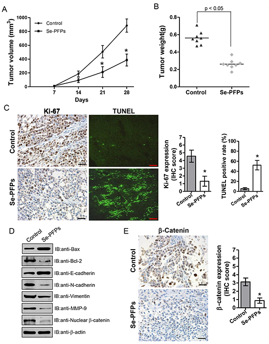Antitumor activity of Se-PFPs in HEY-xenografted nude mice.