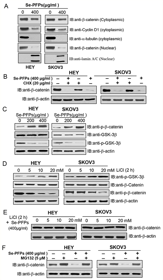Se-PFPs suppress &#x03B2;-catenin signaling in a GSK-3&#x03B2;&#x2013;dependent mechanism.