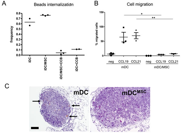 UC-MSC alter the function of monocyte-derived DC.