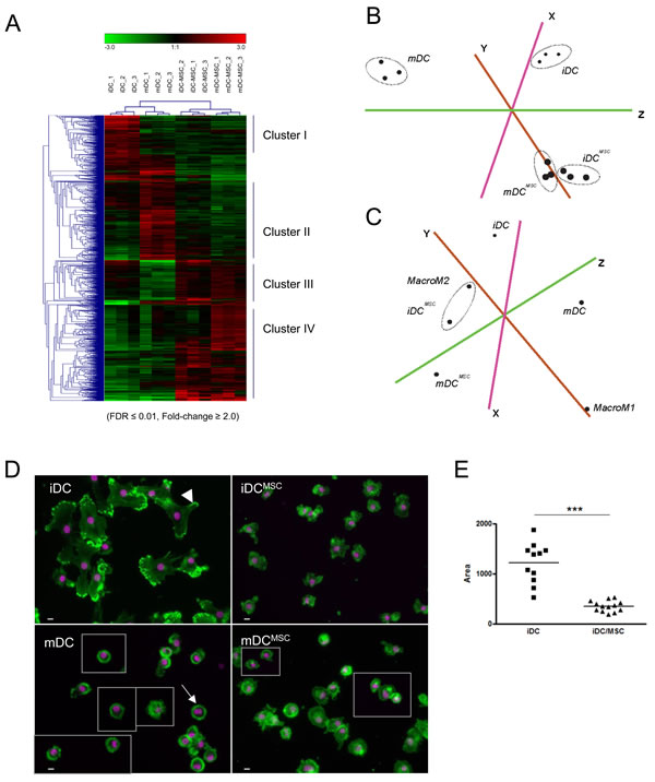 UC-MSC induce, in monocytes differentiating into DC, M2-macrophage expression signature and morphology.