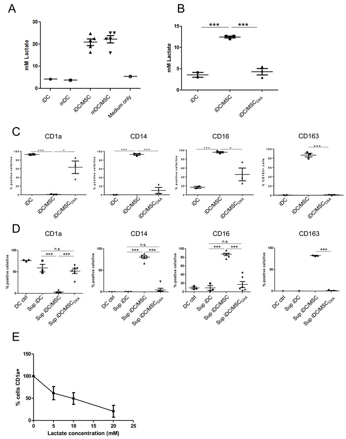 UC-MSC secrete high amount of lactate and inhibiting of lactate secretion eliminates their effect.