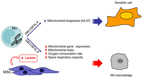 schematic representation of the effect of UC-MSC on the metabolism of monocyte-derived DC inducing M2 macrophages.