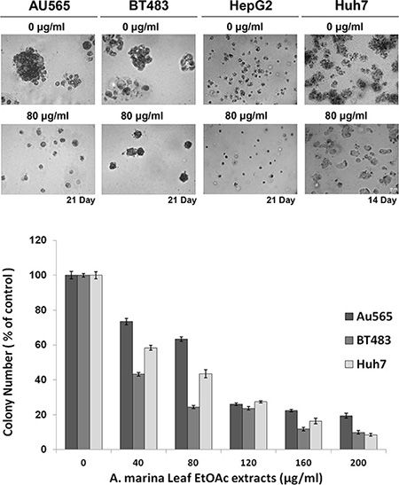 Effects of EtOAc extracts from A. marina leaves on anchorage-independent growth of AU565, BT483, HepG2, and Huh7 cancer cells.