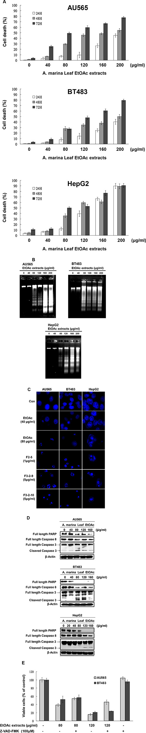EtOAc extracts of A. marina leaves induced apoptosis in AU565, BT483, and HepG2 cells.