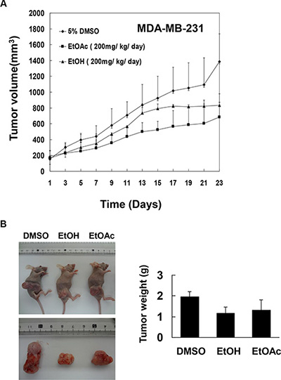 Effects of EtOAc and EtOH extracts of A. marina leaves on tumor growth in nude mice carrying MDAMB-231 xenografts.