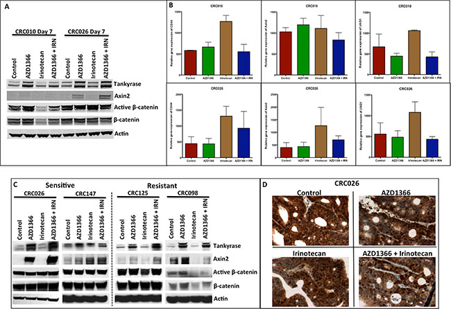 Effects of single agent and combination on the WNT/&#x03B2;-catenin singling pathway.