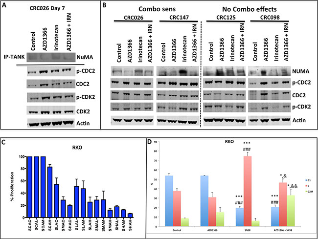 Analysis of treatment effects of single agent and combination on NuMA and G2M proteins.
