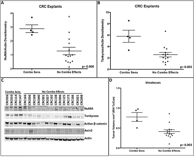 Baseline NuMA (A) and tankyrase (B) protein levels were significantly increased in the combinational sensitive CRC explants.