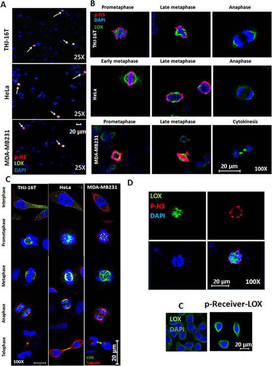 LOX is highly expressed in mitotic cells.