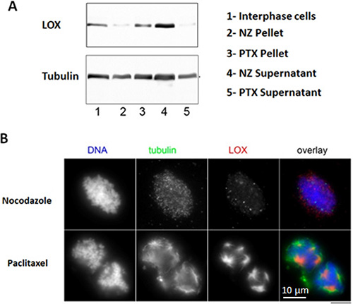 LOX binds to stabilized mitotic spindles.
