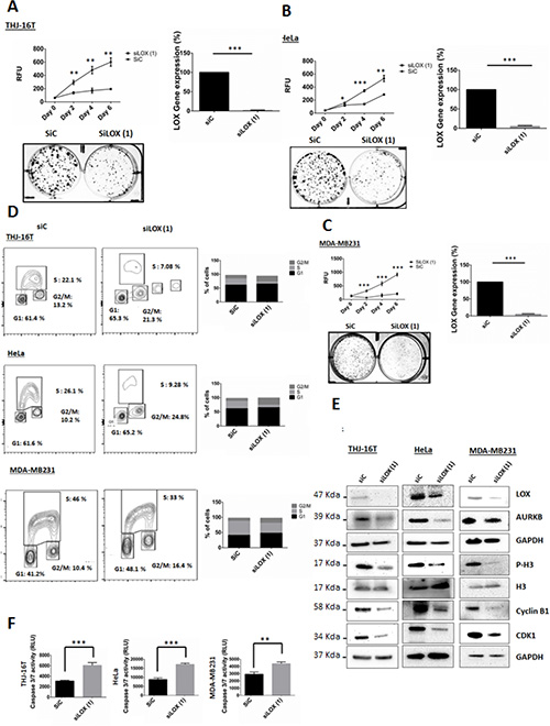 Knockdown of LOX affects cell proliferation, cell cycle progression and leads to apoptosis.