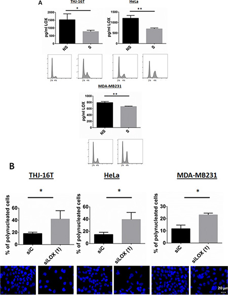 Secretion of LOX in synchronized cells.