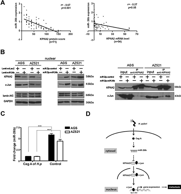 Downregulation of KPNA2 is inversely correlated with miR-26b expression in GC tissues.