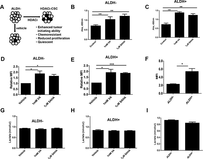 Metabolic activity of HDACi-CSCs and differentiated breast cancer cells.