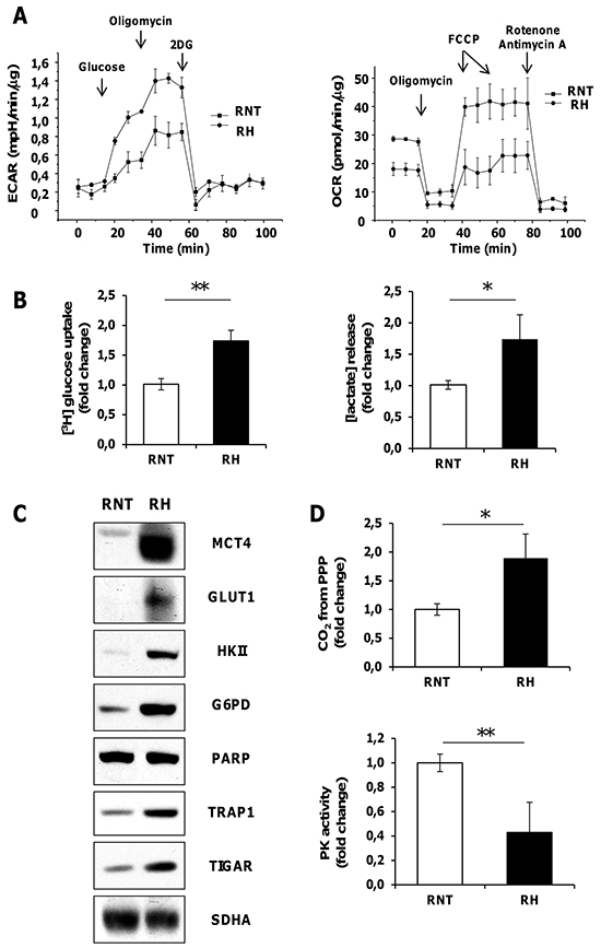 Rat HCC-derived cells (RH), unlike rat non tumorigenic hepatocytes (RNT) display high aerobic glycolytic activity, PPP activation and OXPHOS inhibition.