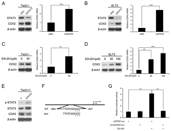 mTORC1 downregulates COX2 expression through activation of STAT3.
