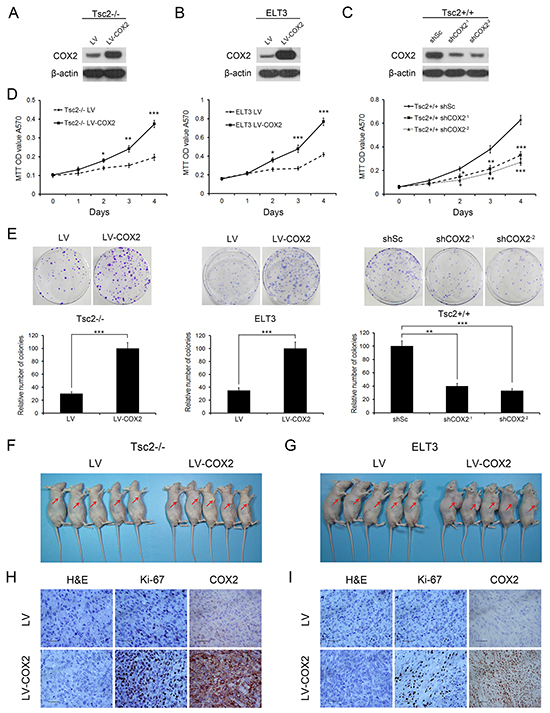 Decreased COX2 inhibits the cell proliferation, colony formation, and in vivo tumorigenicity of Tsc2-deficient cells.